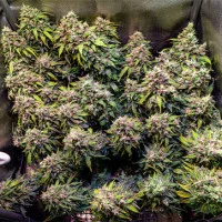 Auto Amnesia Feminised Silver Auto Amnesia Feminised Silver